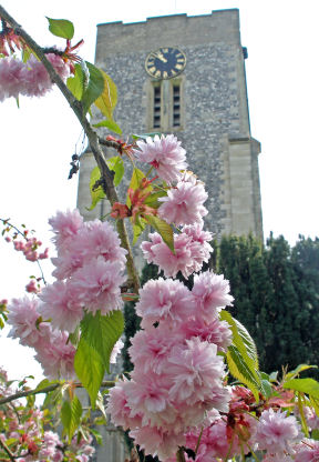 Cherry blossom and church tower in Spring.